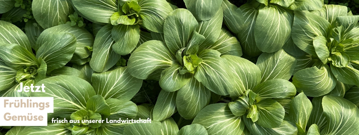 Frühling Pak-Choi